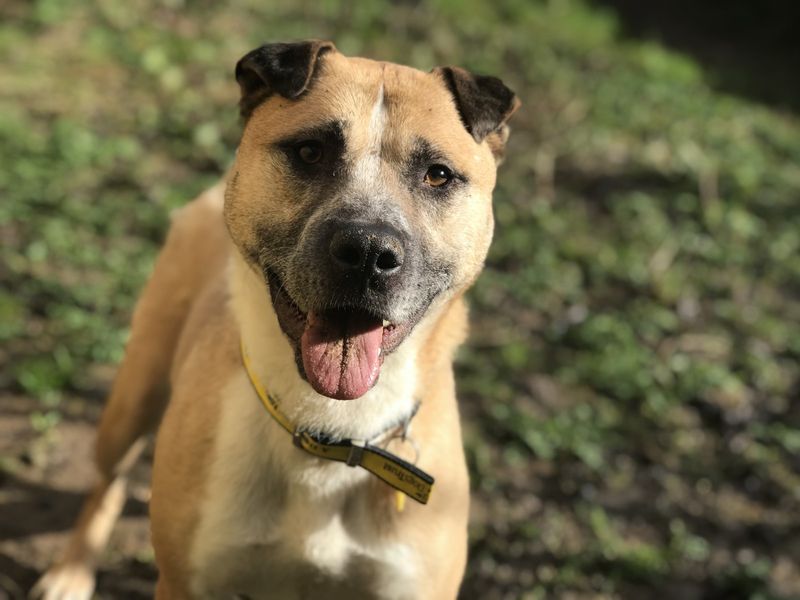 Akita pitbull mix best sale puppy