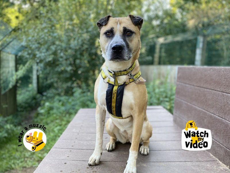 Amber | Crossbreed | Ilfracombe - 1