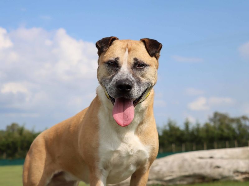 undefined | Crossbreed | undefined - 4