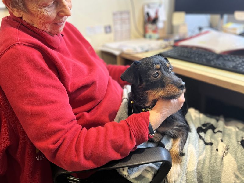 Jesse | Terrier (Jack Russell) | Shoreham (Sussex) - 1