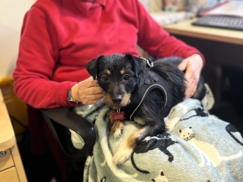 Jesse - Image 3 of 3