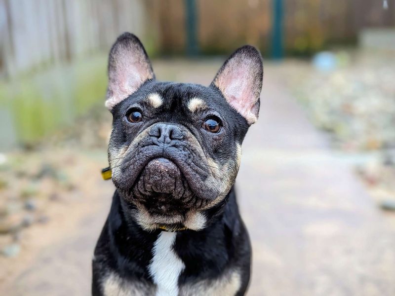 Bruno | French Bulldog | Cardiff - 3