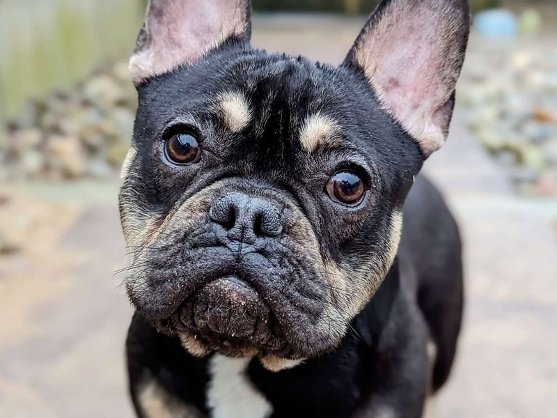 French Bulldog Dogs And Puppies For Adoption