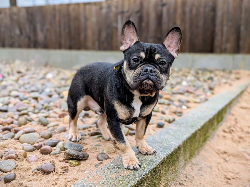 Bruno | French Bulldog | Cardiff - 2