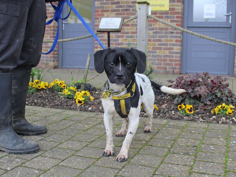 Binky's sales dog walking