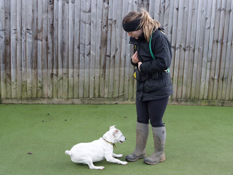 Jack Russell Terrier for adoption in Evesham, Worcestershire – 13 years old - Image 7 of 7