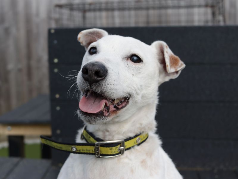 Jack Russell Terrier for adoption in Evesham, Worcestershire – 13 years old - Image 3 of 7