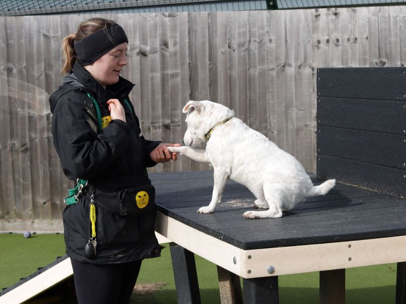 Jack Russell Terrier for adoption in Evesham, Worcestershire – 13 years old - Image 6 of 7