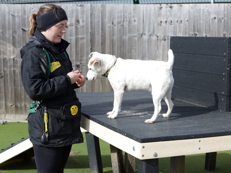Jack Russell Terrier for adoption in Evesham, Worcestershire – 13 years old - Image 5 of 7