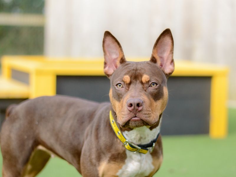 Staffordshire Bull Terrier for adoption in Kenilworth, Warks – 2 years old