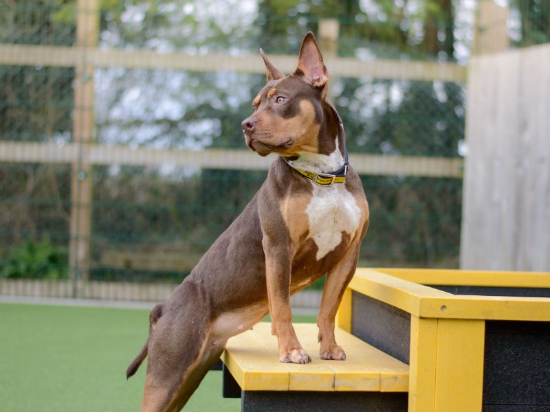 Staffordshire Bull Terrier for adoption in Kenilworth, Warwickshire – 2 years old - Image 2 of 5
