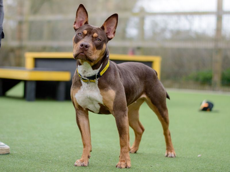 Staffordshire Bull Terrier for adoption in Kenilworth, Warwickshire – 2 years old - Image 4 of 5