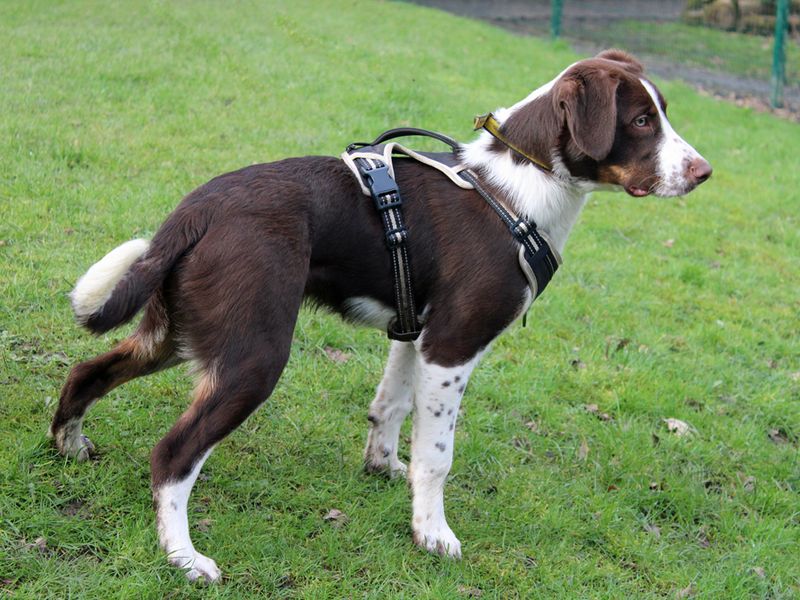 Springer lurcher best sale cross