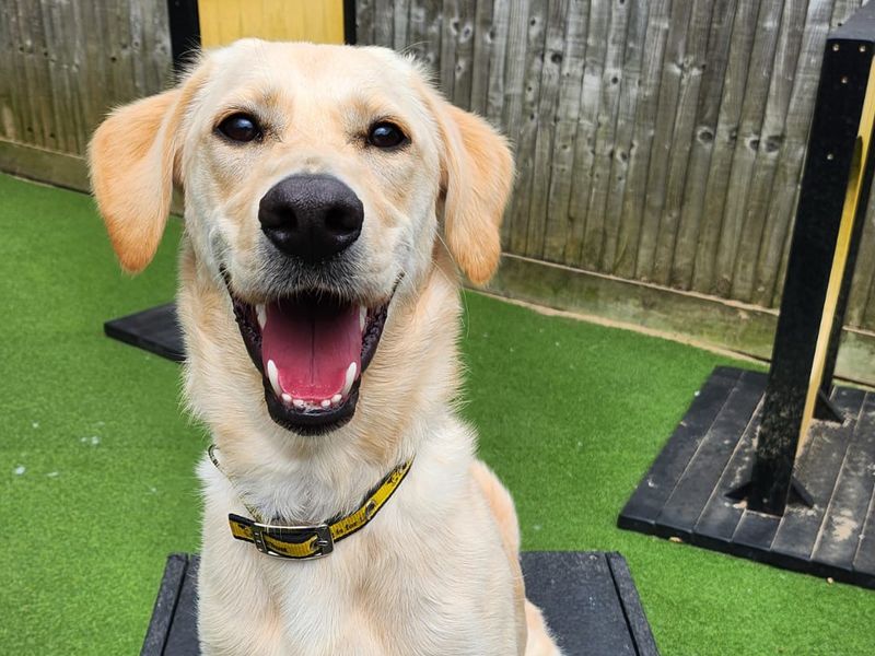 Poodle for adoption in Leeds, West Yorkshire – 2 years old - Image 4 of 4