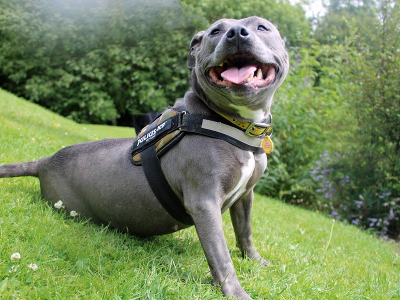 Staffordshire Bull Terrier for adoption in Liverpool, Merseyside – 10 years old - Image 1 of 5