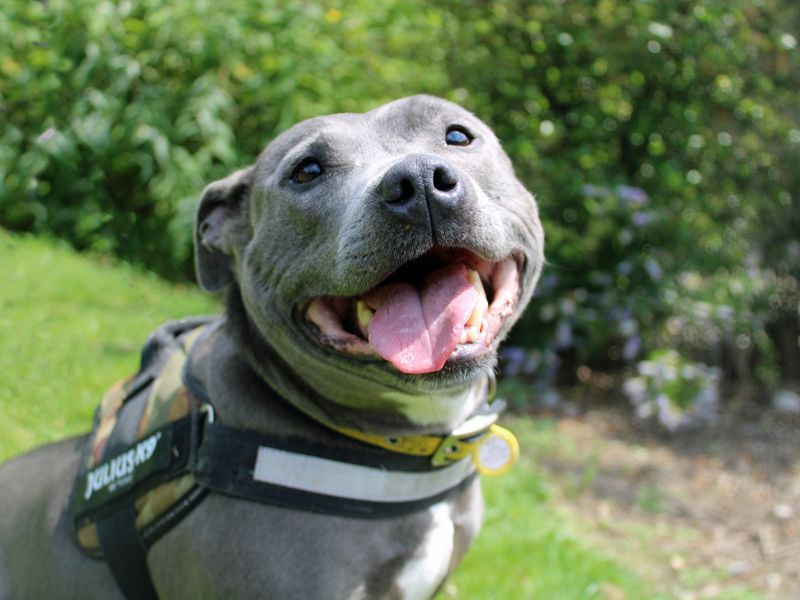 Staffordshire Bull Terrier for adoption in Liverpool, Merseyside – 10 years old - Image 4 of 5
