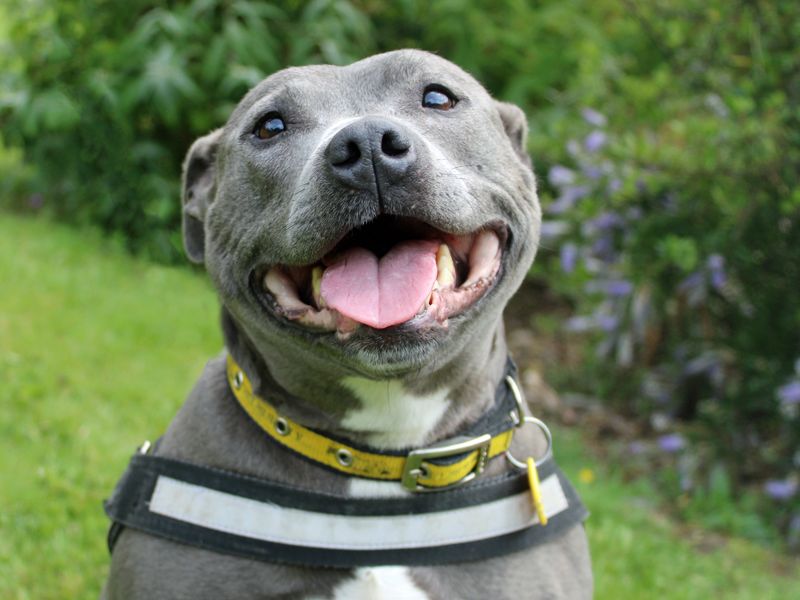 Staffordshire Bull Terrier for adoption in Liverpool, Merseyside – 10 years old - Image 2 of 5