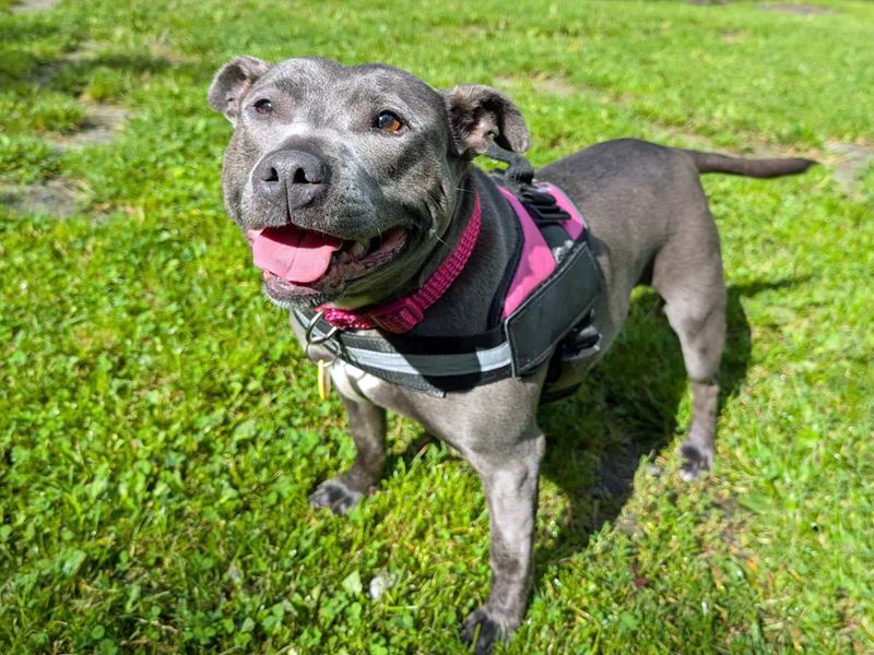 Staffordshire Bull Terrier for adoption in Liverpool, Merseyside – 10 years old - Image 3 of 5