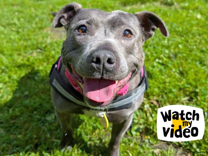 Staffordshire Bull Terrier for adoption in Liverpool, Merseyside – 10 years old - Image 5 of 5