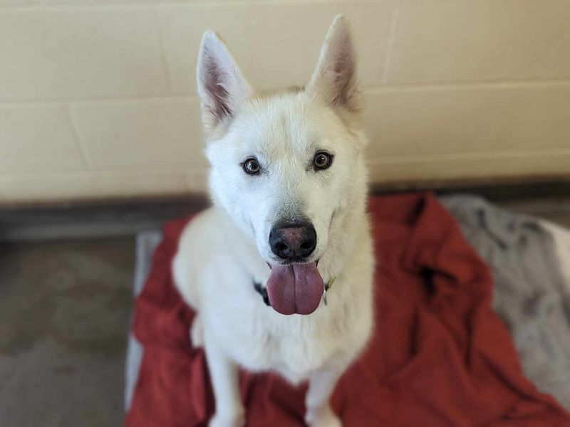 Siberian Husky for adoption in Mid Glamorgan, Wales – 4 years old - Image 4 of 5