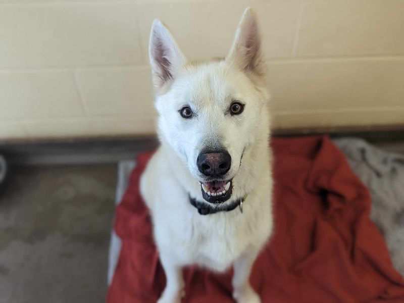 Siberian Husky for adoption in Mid Glamorgan, Wales – 4 years old - Image 2 of 5