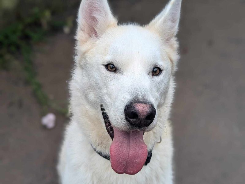 Siberian Husky for adoption in Mid Glamorgan, Wales – 4 years old - Image 5 of 5