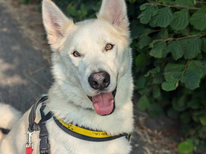 Siberian Husky for adoption in Mid Glamorgan, Wales – 4 years old