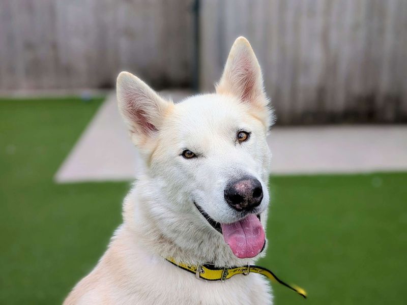 Norman | Siberian Husky | Cardiff - 1