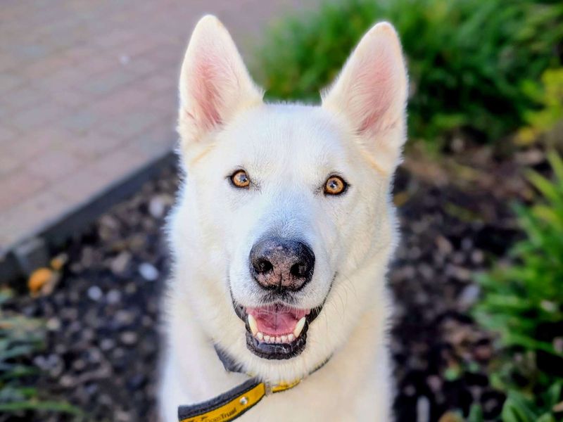 Norman, a 4 years old male Siberian Husky available for adoption from Dogs Trust in Splott, Wales