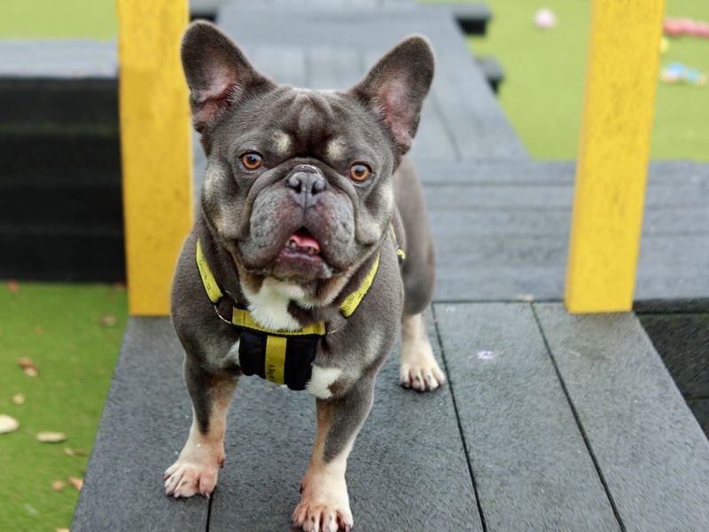 Freddie - Image 2 of 4