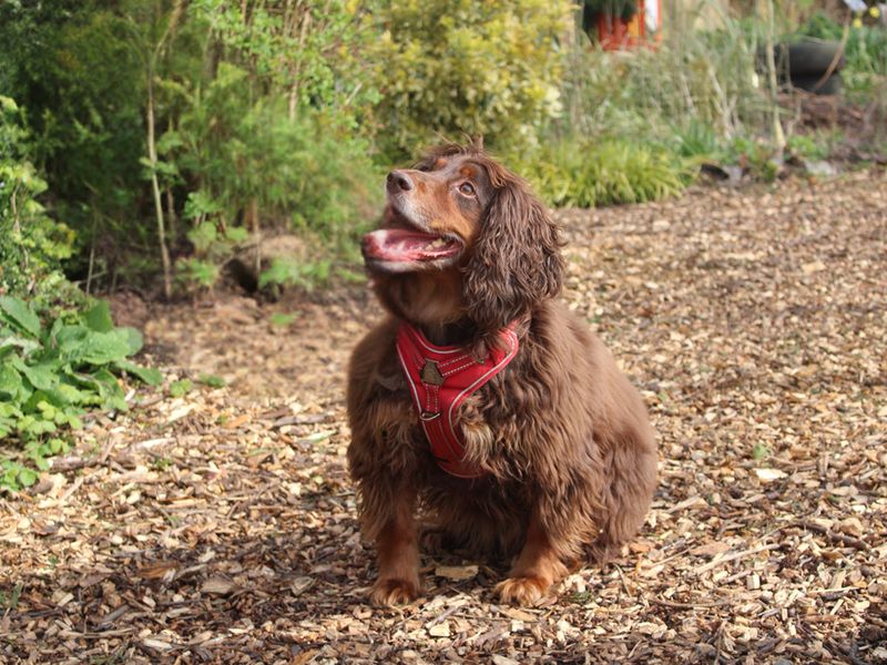 Dexter - Image 4 of 4