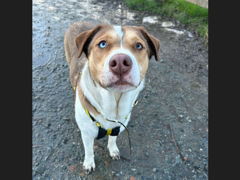 Delta shop rescue dogs