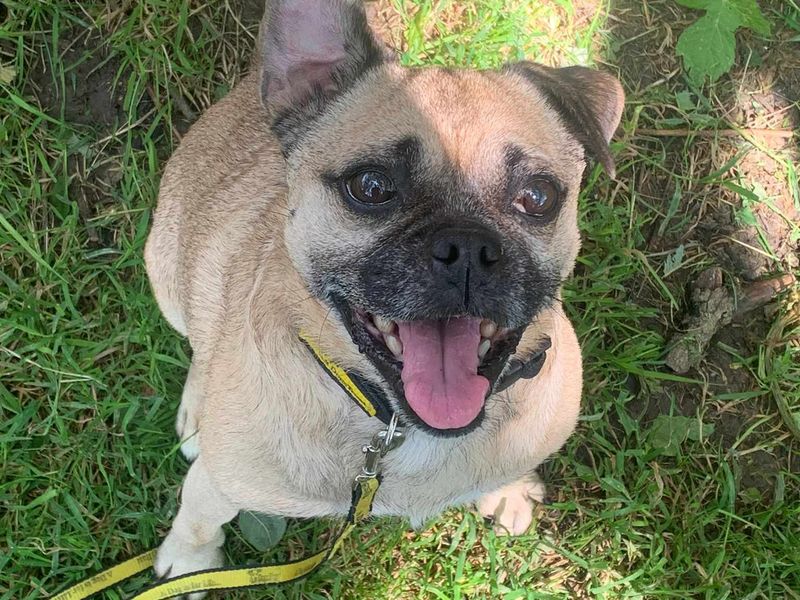Jack Russell Terrier for adoption in Wales, Somerset – 5 years old - Image 5 of 5