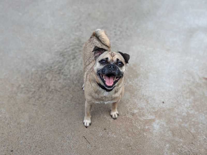 Jack Russell Terrier for adoption in Wales, Somerset – 5 years old - Image 4 of 5