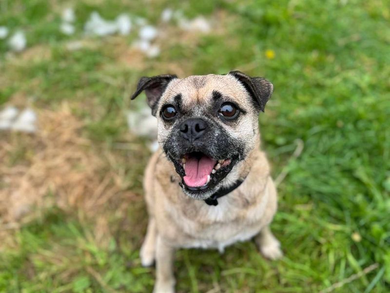 Jack Russell Terrier for adoption in Wales, Somerset – 5 years old - Image 2 of 5