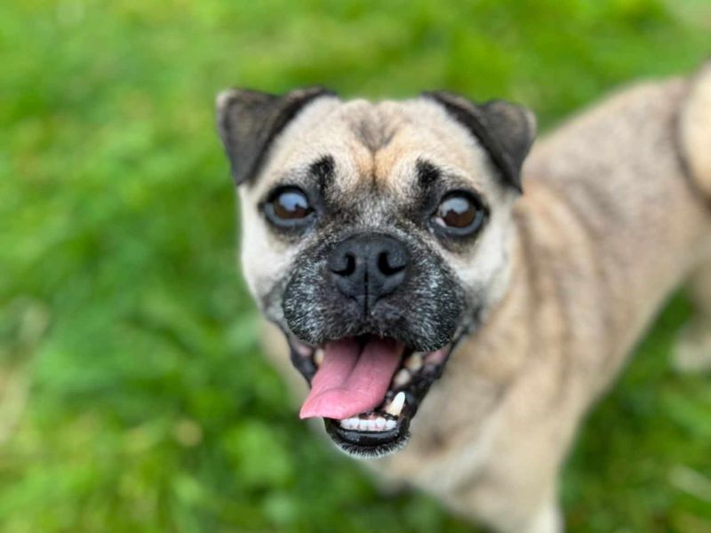 Jack Russell Terrier for adoption in Wales, Somerset – 5 years old - Image 3 of 5