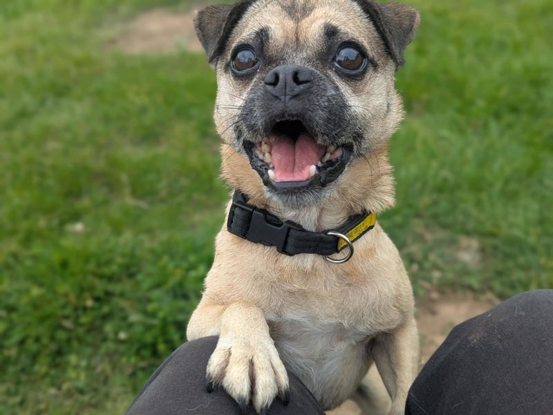 Fergi | Pug Cross | Bridgend (Wales) - 1