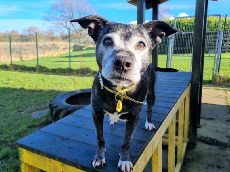 Staffordshire Bull Terrier for adoption in West Calder, West Lothian – 15 years old - Image 1 of 10