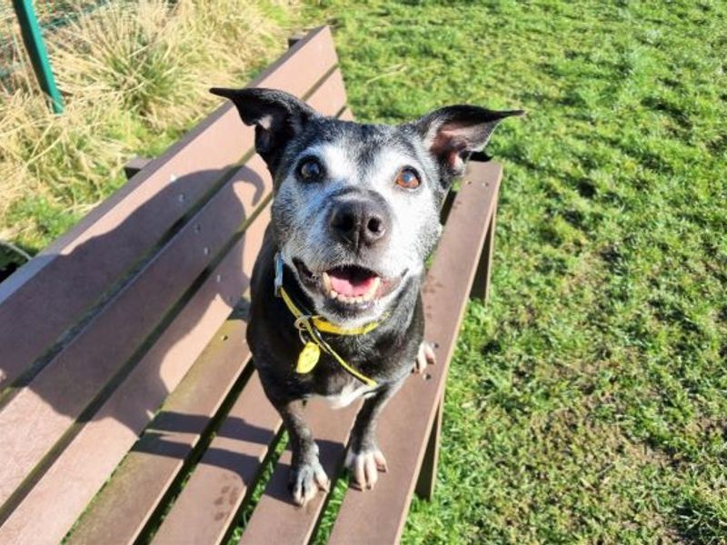 Staffordshire Bull Terrier for adoption in West Calder, West Lothian – 15 years old - Image 6 of 10