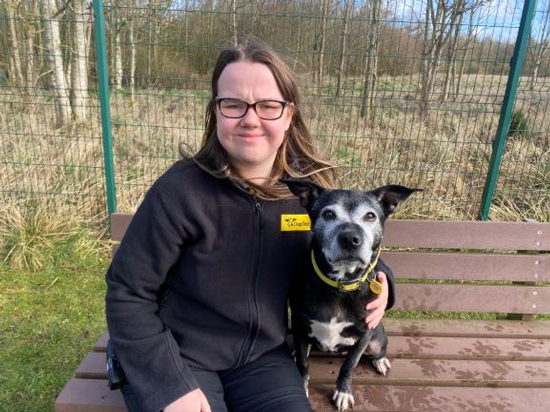 Staffordshire Bull Terrier for adoption in West Calder, West Lothian – 15 years old - Image 7 of 10