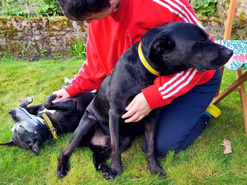 Staffordshire Bull Terrier for adoption in West Calder, West Lothian – 15 years old - Image 4 of 10