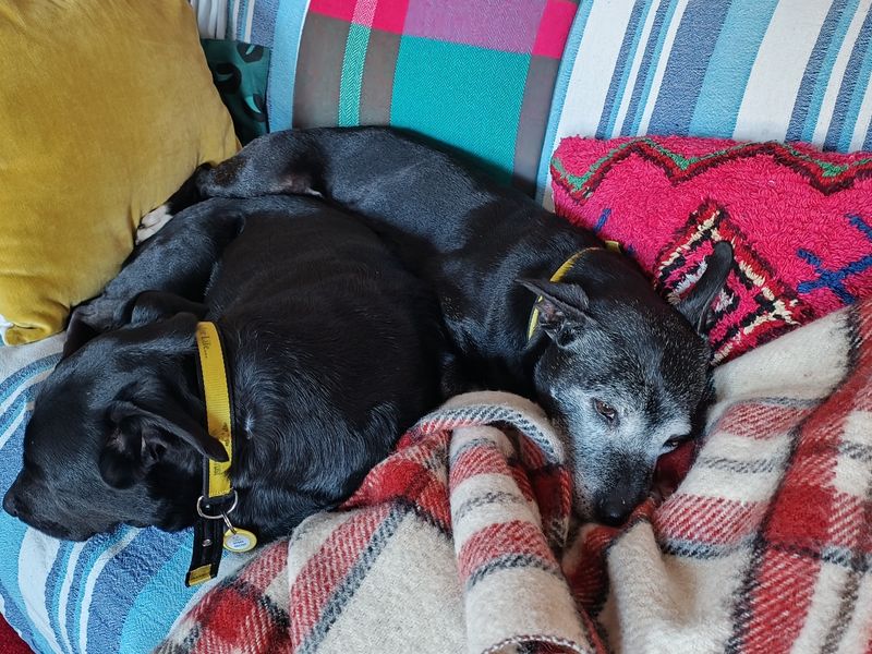 Staffordshire Bull Terrier for adoption in West Calder, West Lothian – 15 years old - Image 5 of 10