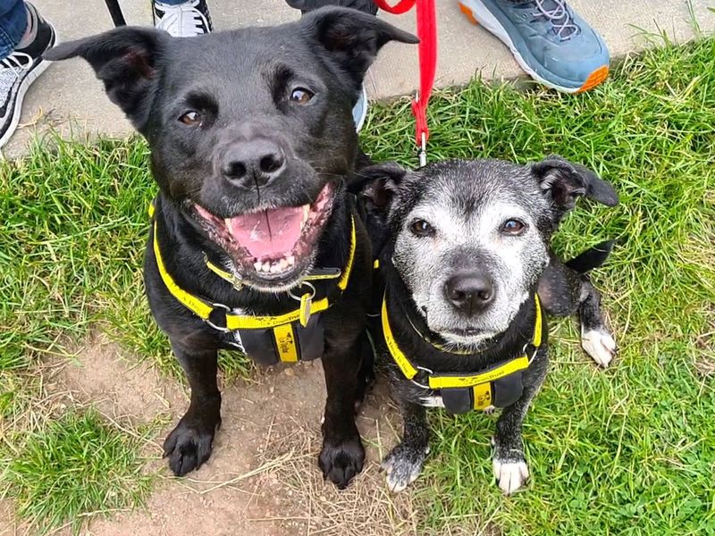 Staffordshire Bull Terrier for adoption in West Calder, West Lothian – 15 years old - Image 3 of 10