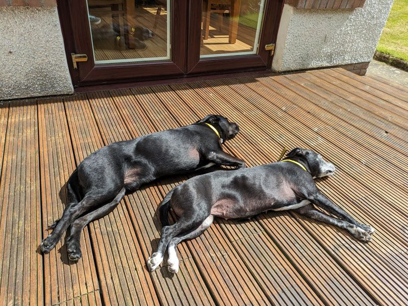 Staffordshire Bull Terrier for adoption in West Calder, West Lothian – 15 years old - Image 9 of 10