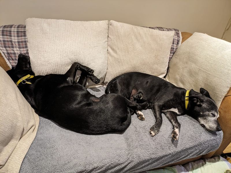 Staffordshire Bull Terrier for adoption in West Calder, West Lothian – 15 years old - Image 2 of 10