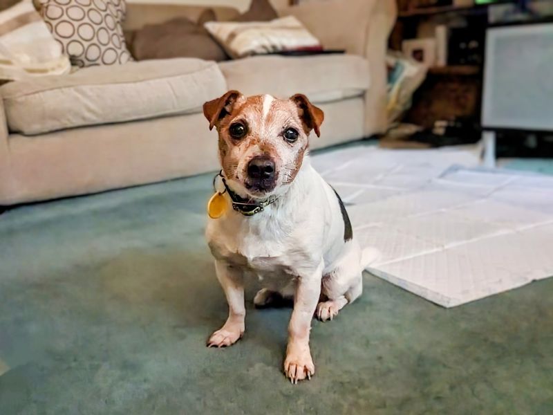 Tilly | Terrier (Jack Russell) | Ilfracombe - 3