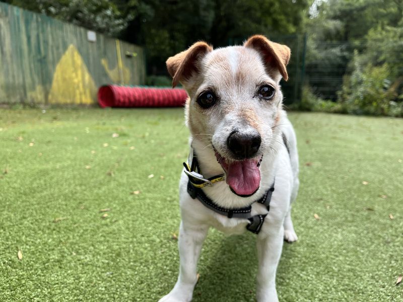 Tilly | Terrier (Jack Russell) | Ilfracombe - 1