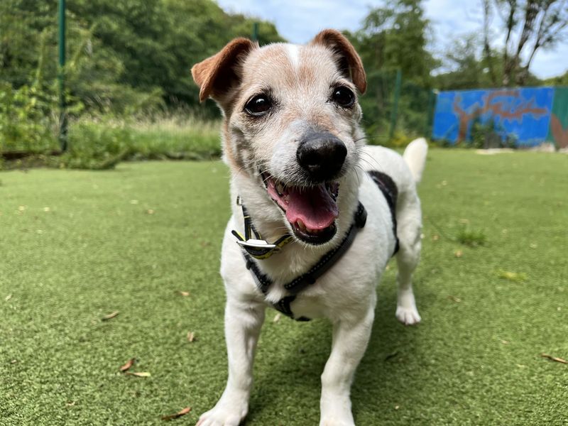 Tilly | Terrier (Jack Russell) | Ilfracombe - 2