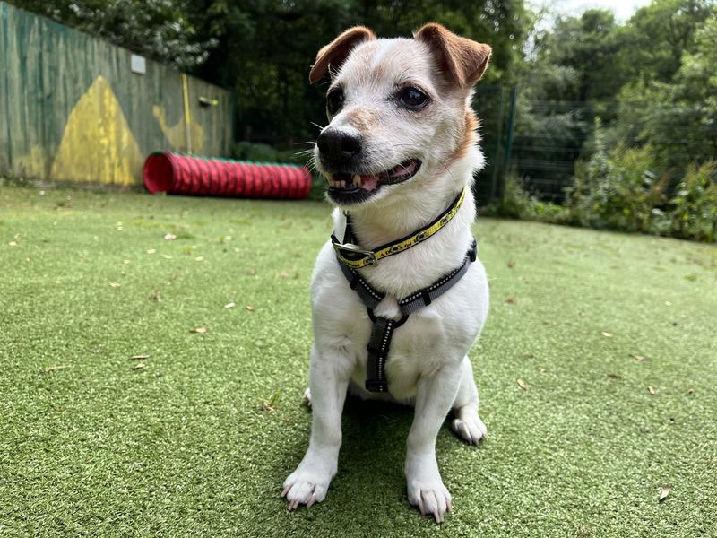 Tilly | Terrier (Jack Russell) | Ilfracombe - 4
