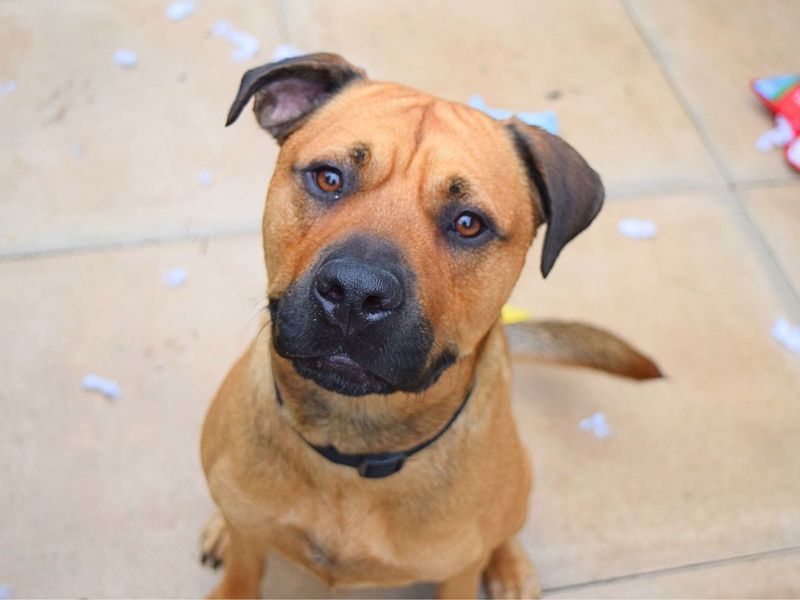Staffordshire Bull Terrier for adoption in Uxbridge, London – 2 years old - Image 3 of 3